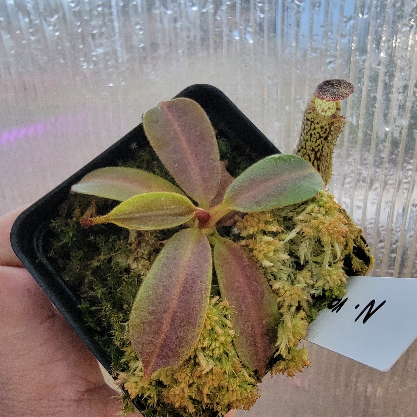 Nepenthes vogelii BE