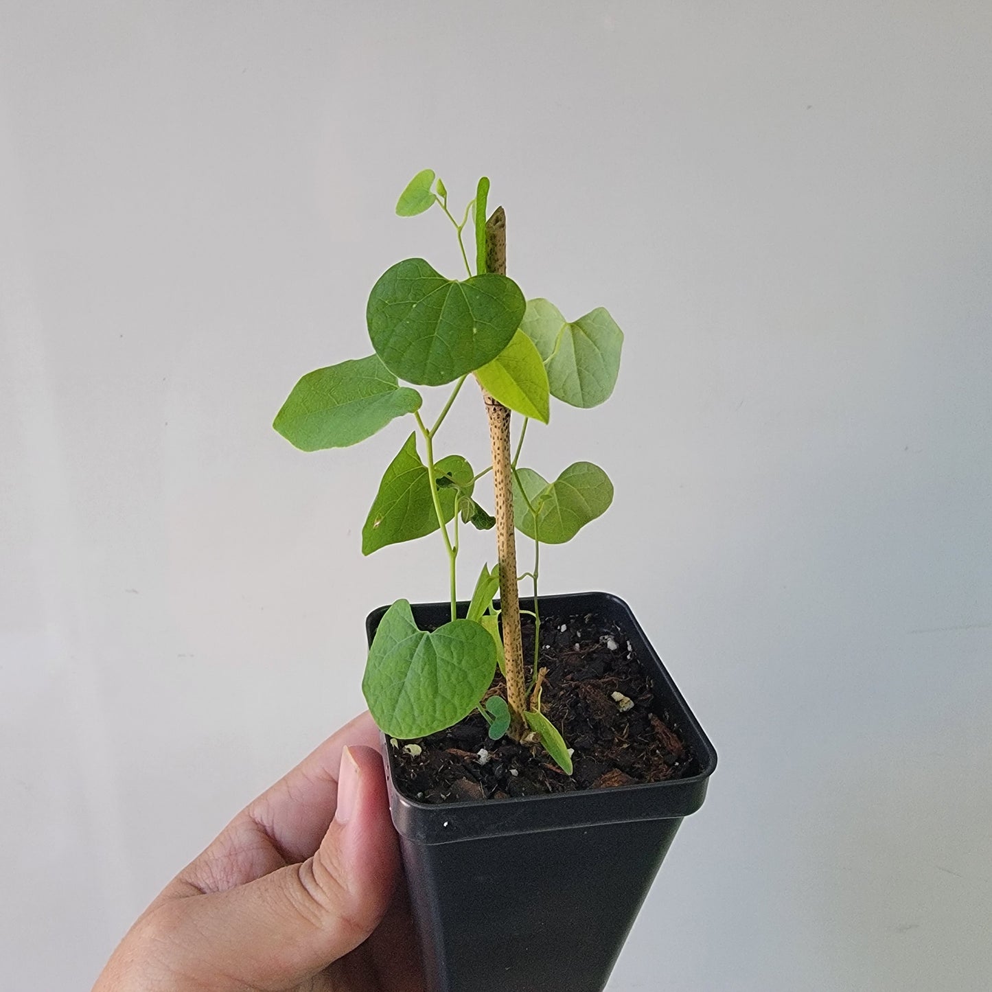 Aristolochia argentina