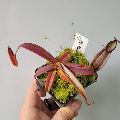 Nepenthes tentaculata BE