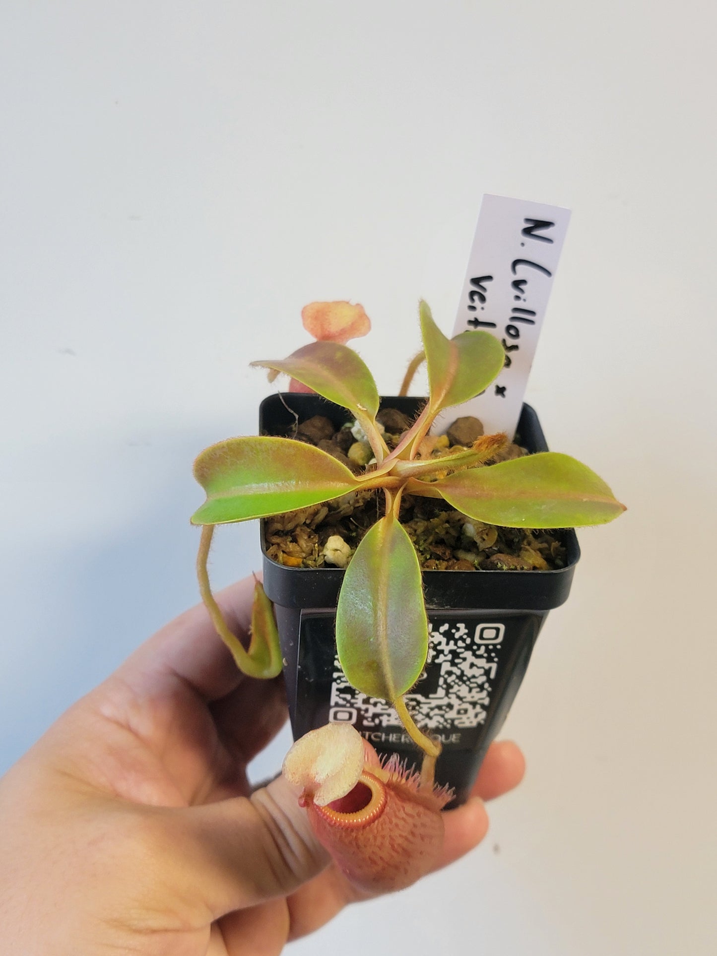 Nepenthes villosa x veitchii (gold peristome) BE