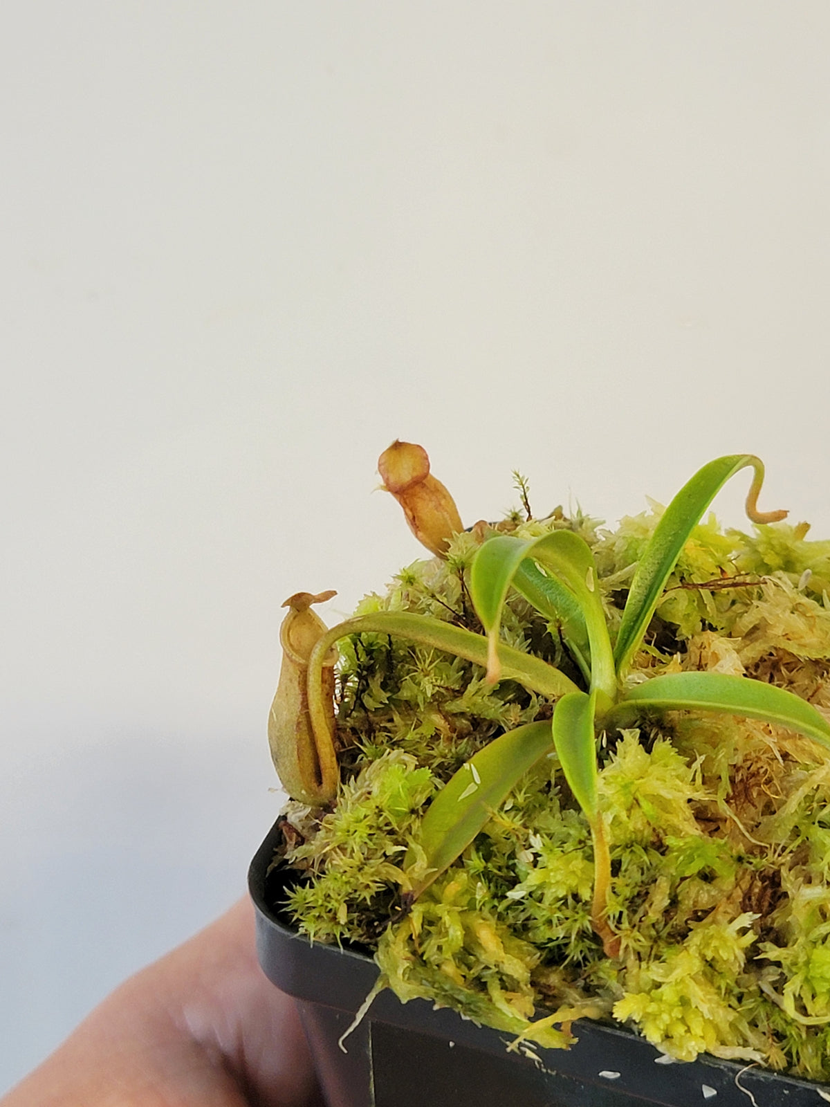 Nepenthes lamii AW