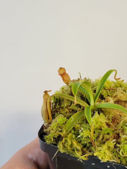 Nepenthes lamii AW