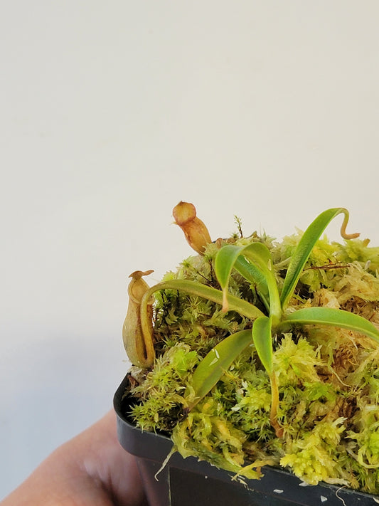 Nepenthes lamii AW
