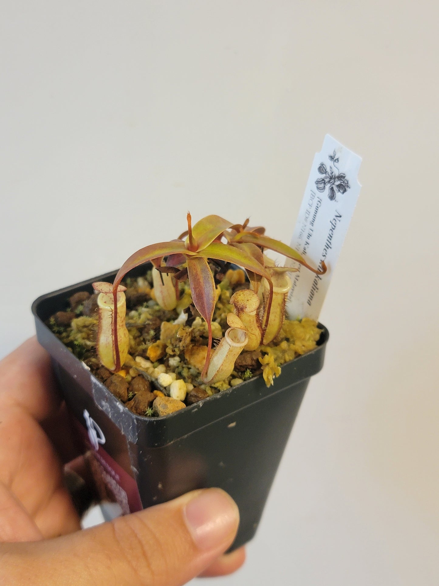 Nepenthes ulukaliana BCP
