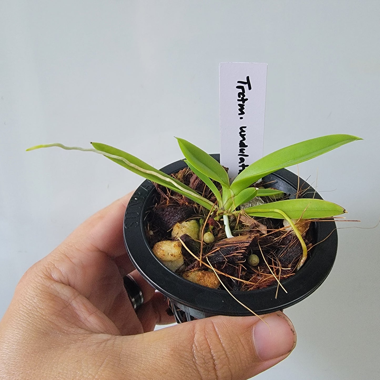 Trichocentrum undulatum Orchid