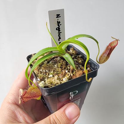 Nepenthes singalana x hamata BE