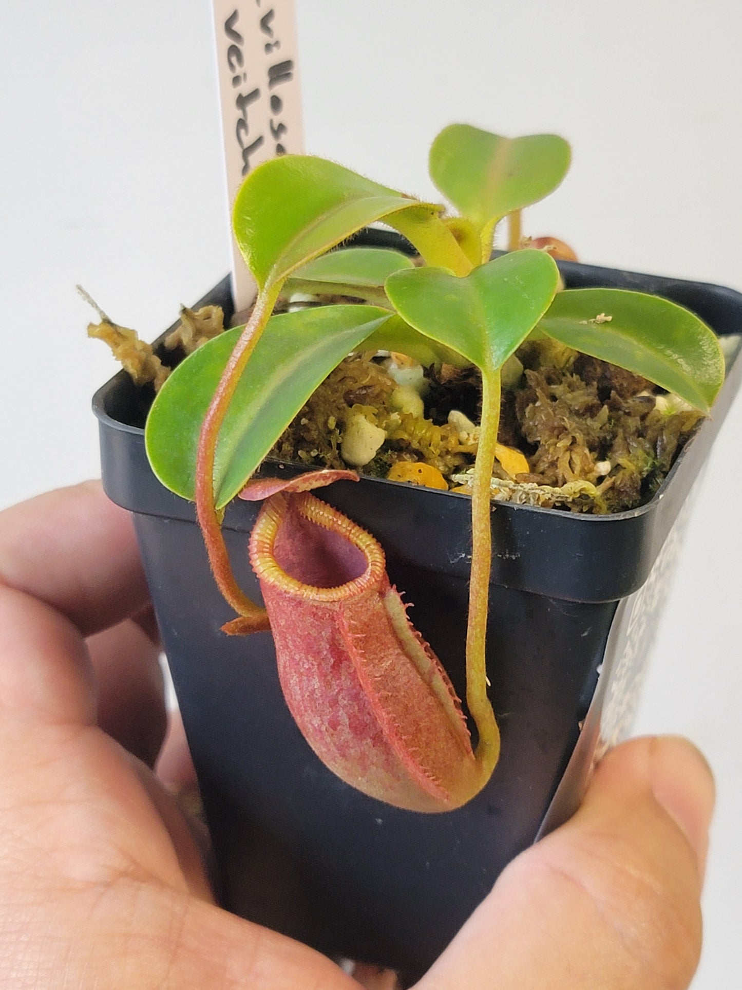 Nepenthes villosa x veitchii (striped peristome) BE