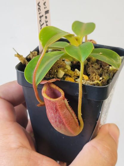 Nepenthes villosa x veitchii (striped peristome) BE