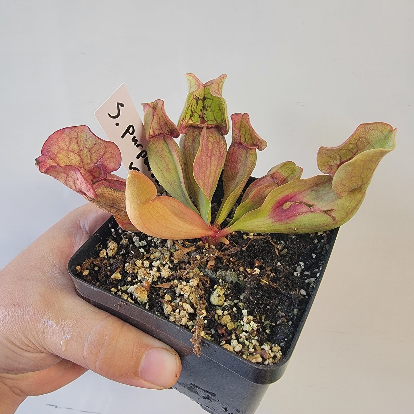 Sarracenia purpurea ssp. venosa 4"