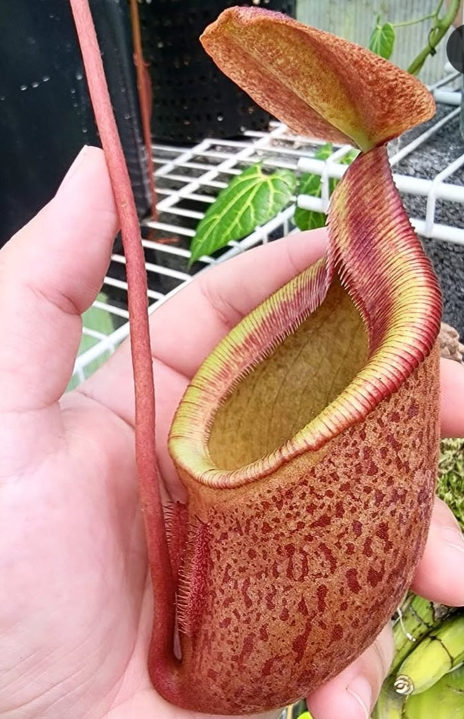 Nepenthes gantungensis BCP
