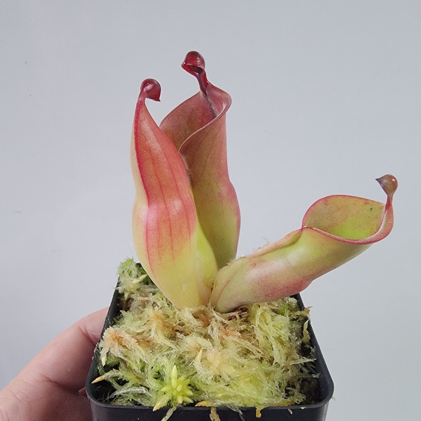 Heliamphora heterodoxa x minor