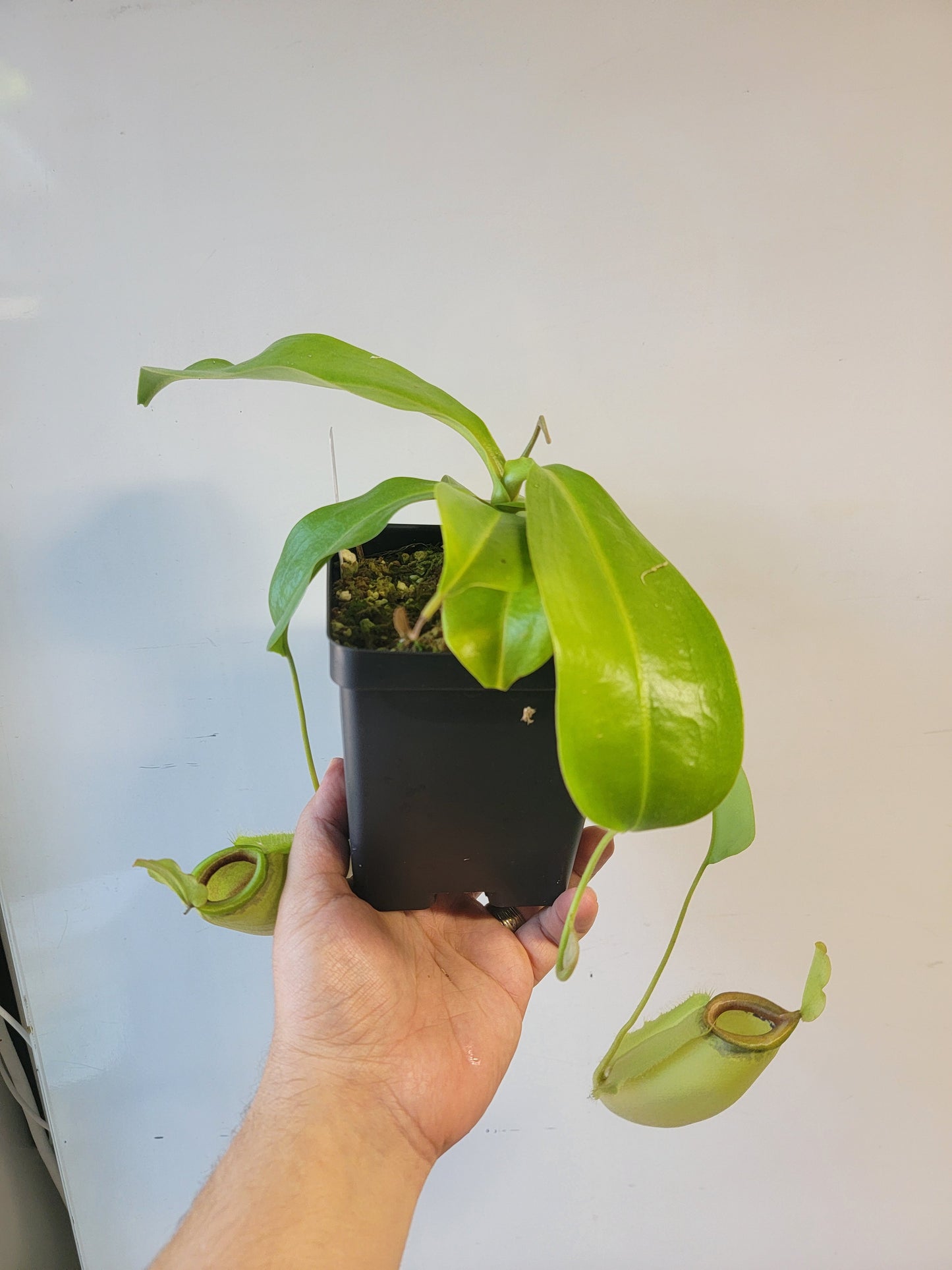 Nepenthes spathulata x ampullaria 'Green' BE