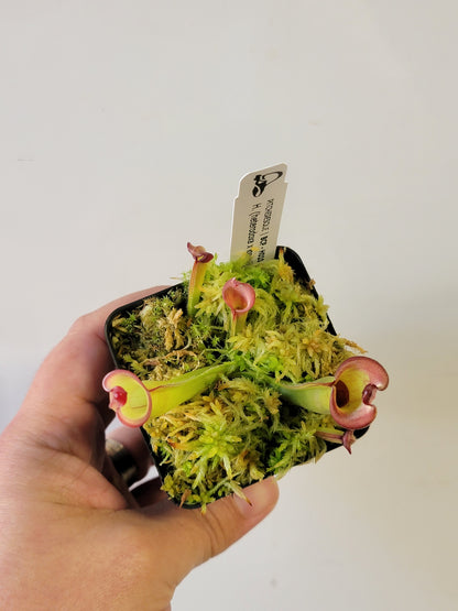 Heliamphora heterodoxa x ionasii BCP