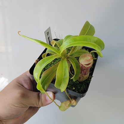 Nepenthes burkei BE *Medium*