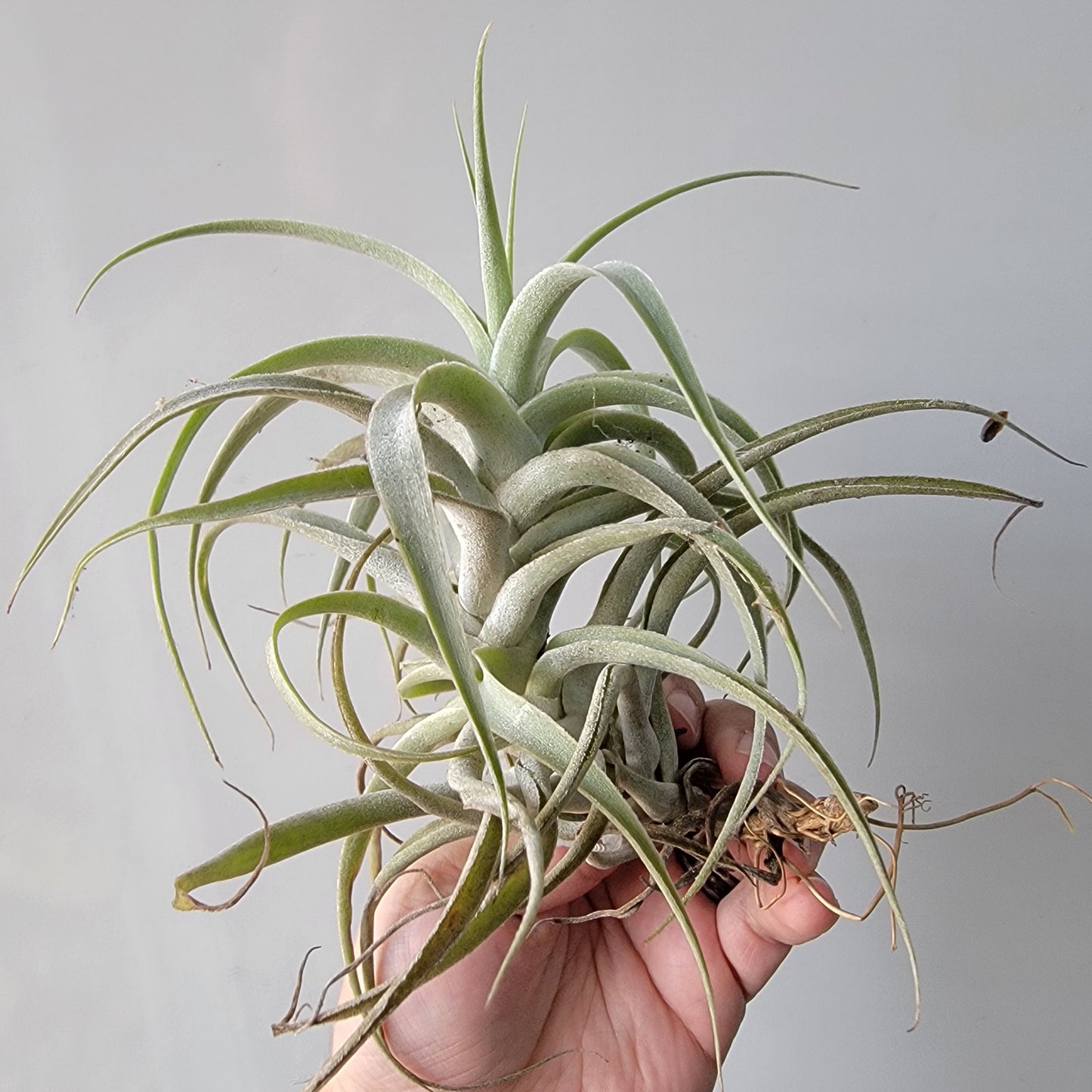 Tillandsia cacticola X