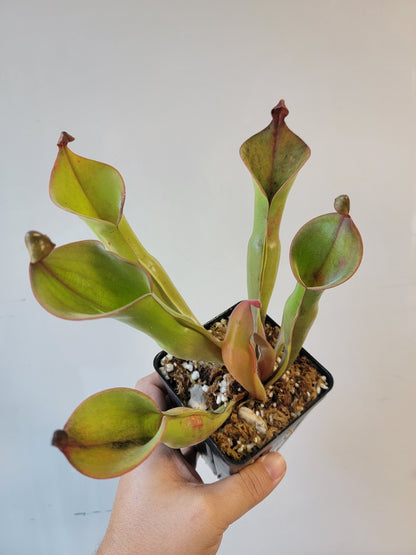 Heliamphora nutans x glabra 'Giant'
