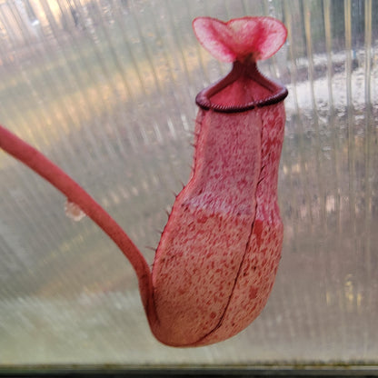 Nepenthes sibuyanensis x merriliana BE