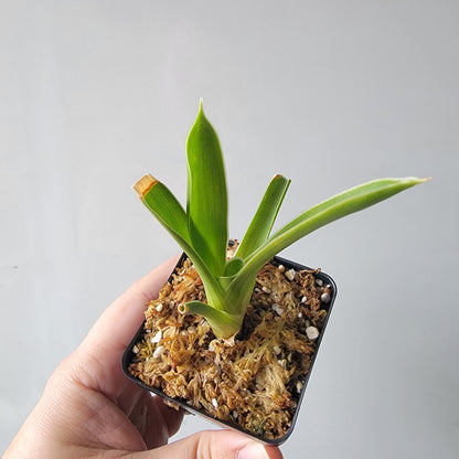 Brocchinia hechtioides BCP