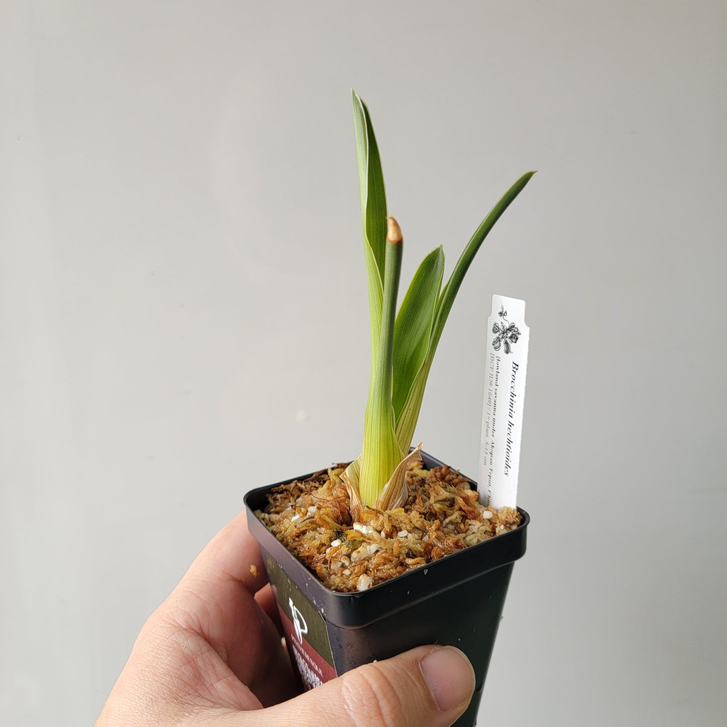 Brocchinia hechtioides BCP
