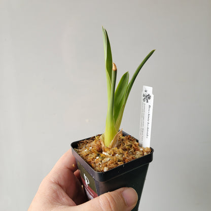 Brocchinia hechtioides BCP