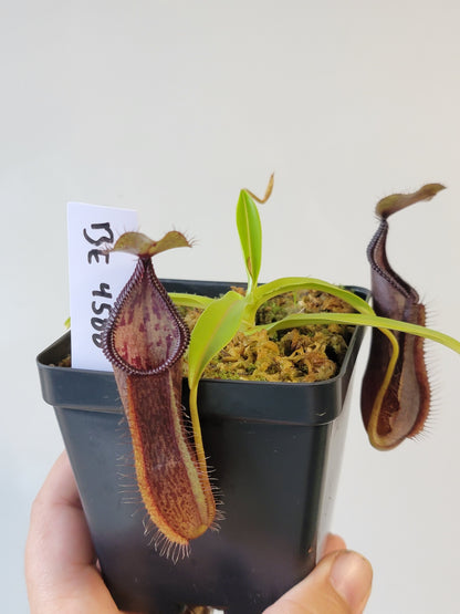 Nepenthes singalana x hamata BE
