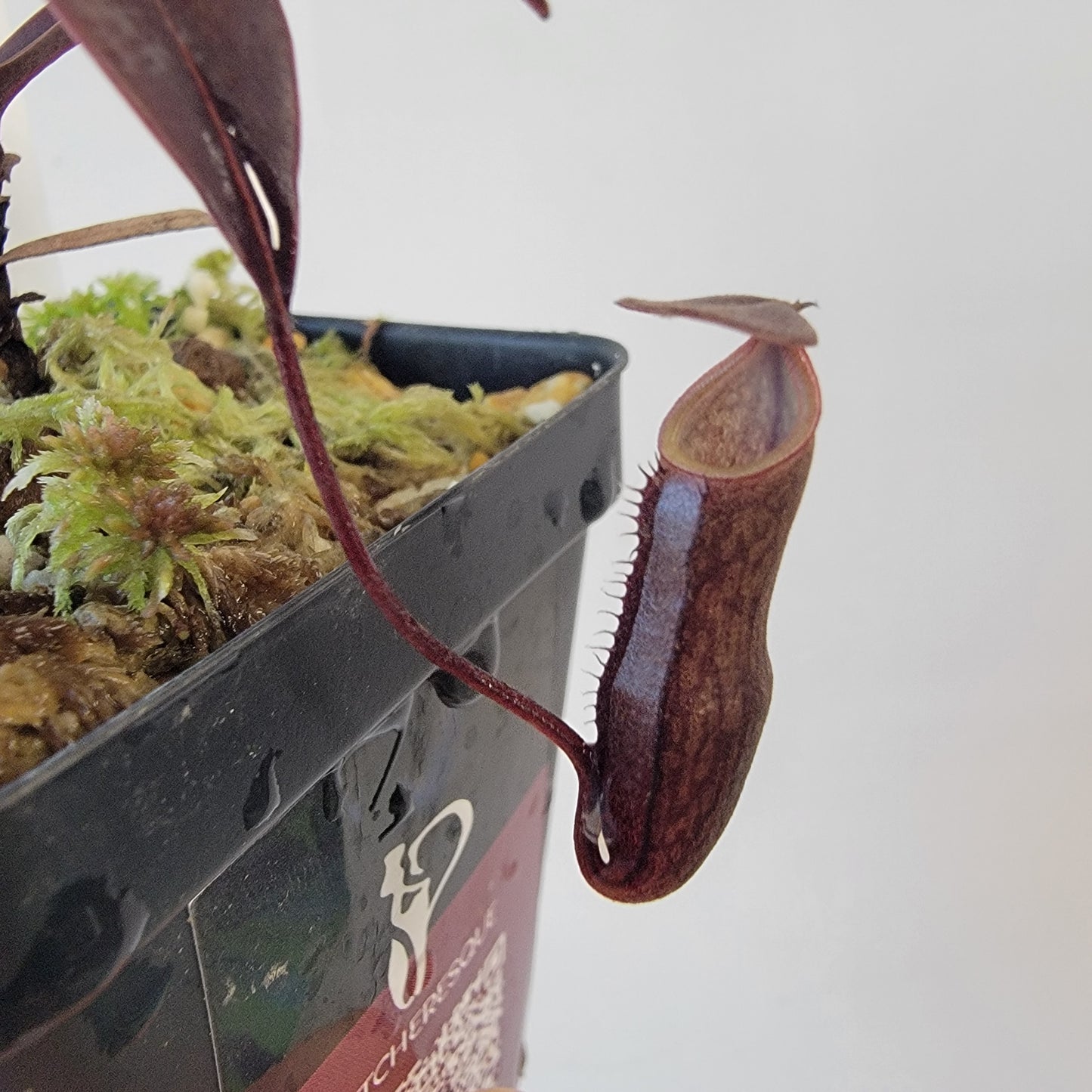 Nepenthes alba BCP