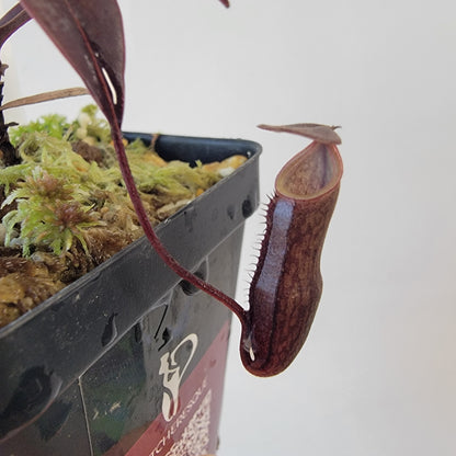 Nepenthes alba BCP