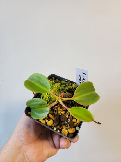 Nepenthes robcantleyi x palawanensis BE