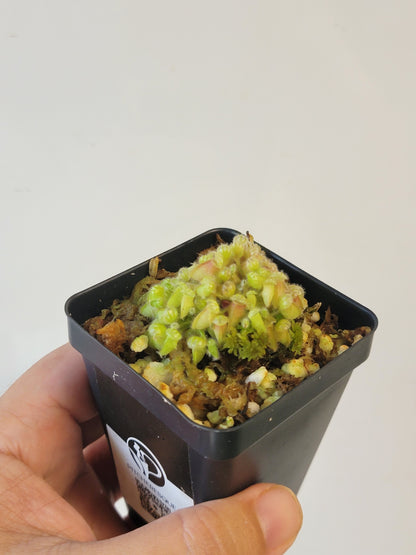 Cephalotus follicularis BCP