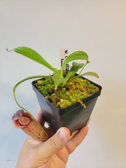 Nepenthes spathulata x tenuis BE