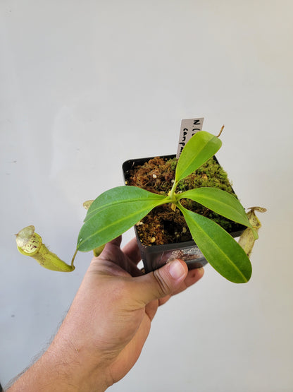 Nepenthes burbidgeae x campanulata BE