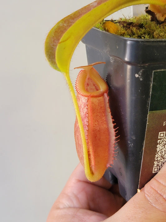 Nepenthes villosa x veitchii (gold peristome) BE