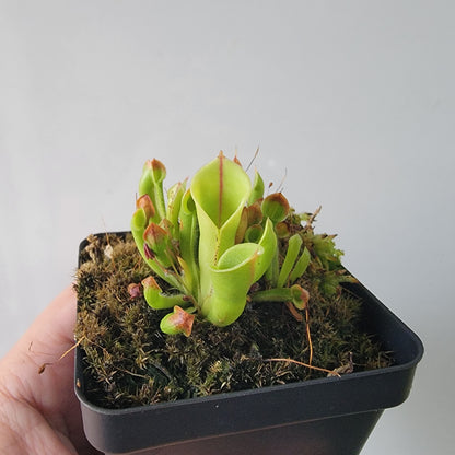 Heliamphora minor