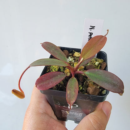 Nepenthes peltata BE *Select Clone*