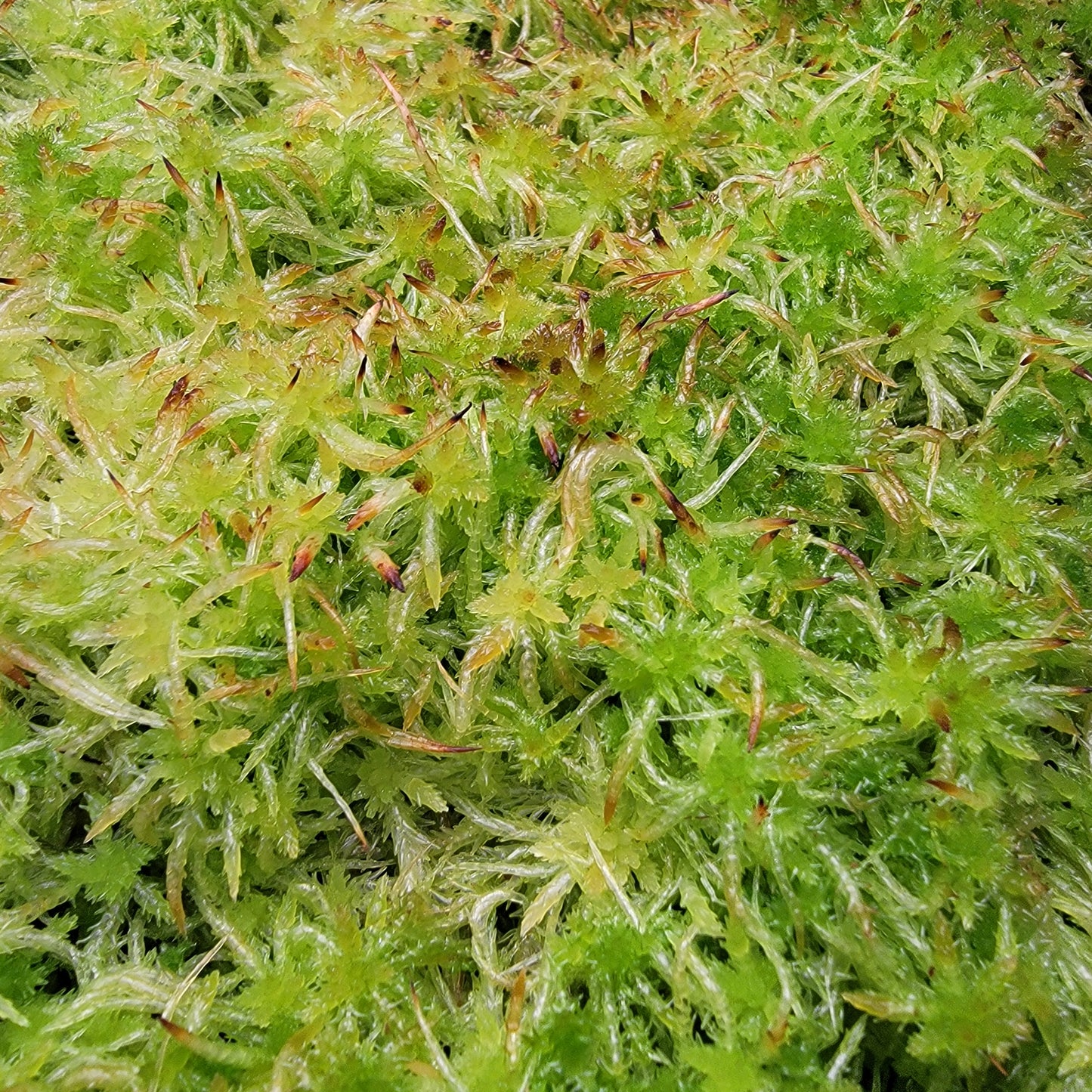 Tropical Sphagnum moss live 1 QT