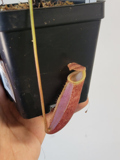 Nepenthes mira BE