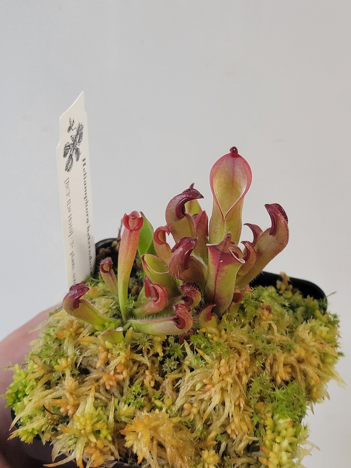Heliamphora chimantensis BCP