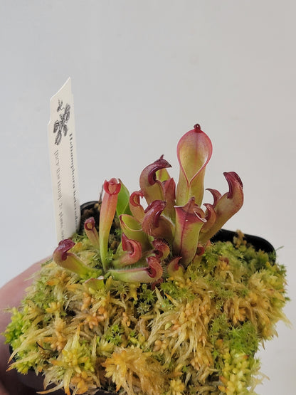 Heliamphora chimantensis BCP