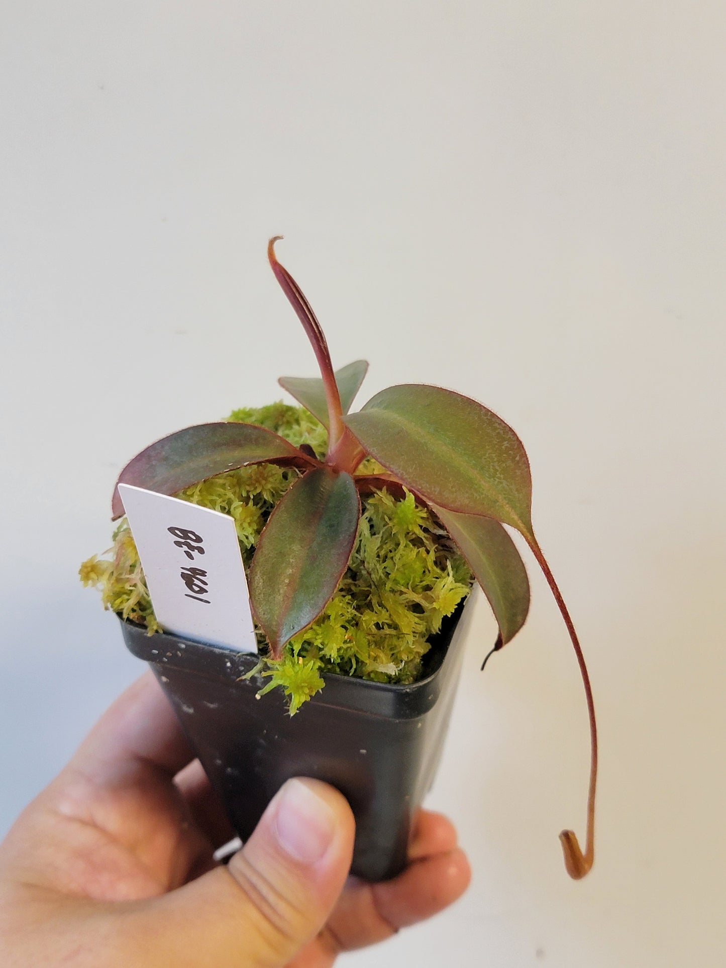 Nepenthes peltata x attenboroughii BE
