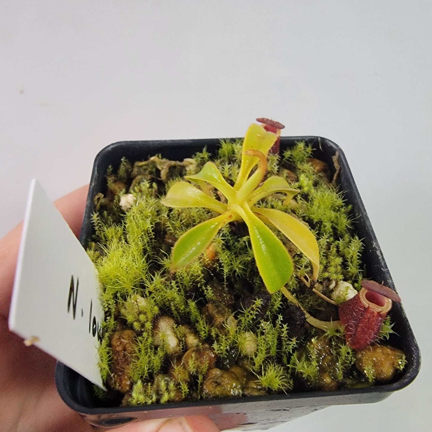 Nepenthes lowii BE *New Clone*