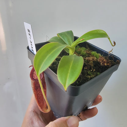Nepenthes talangensis x glandulifera BE