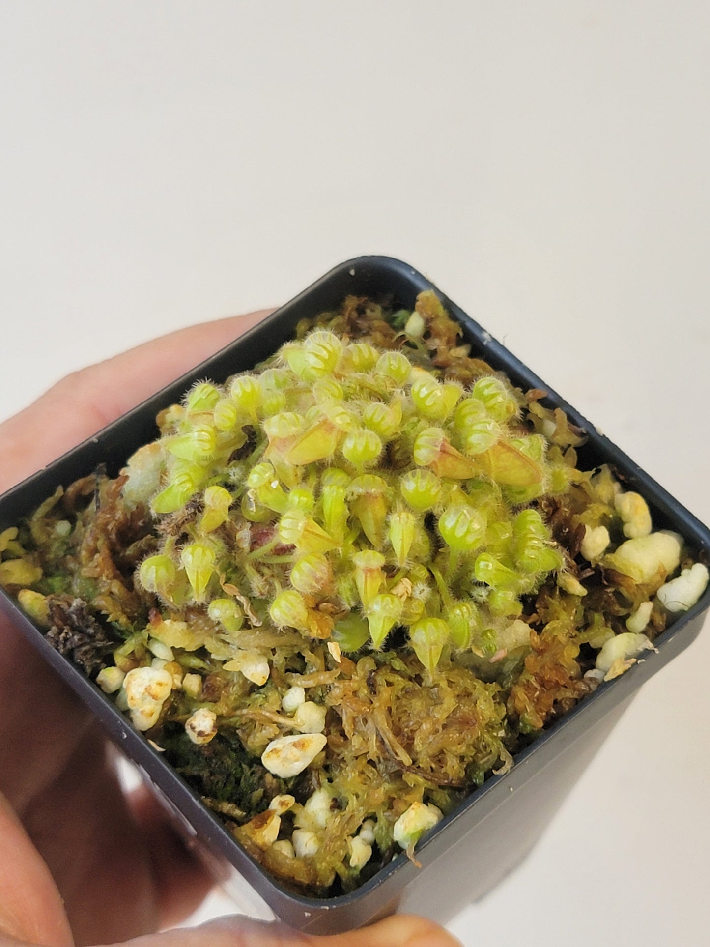Cephalotus follicularis BCP