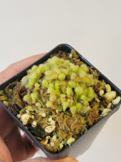 Cephalotus follicularis BCP