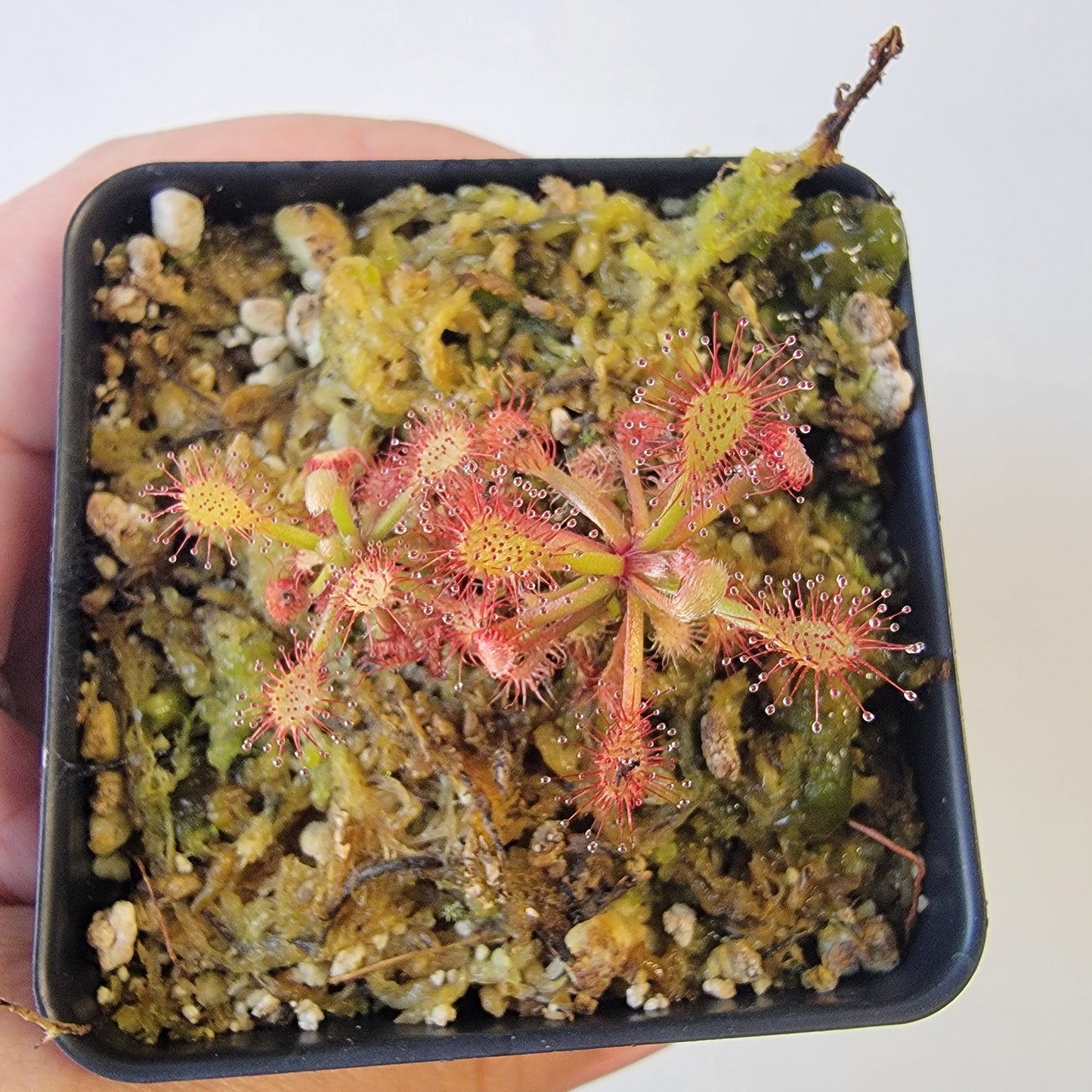 Drosera aff. roraimae BCP