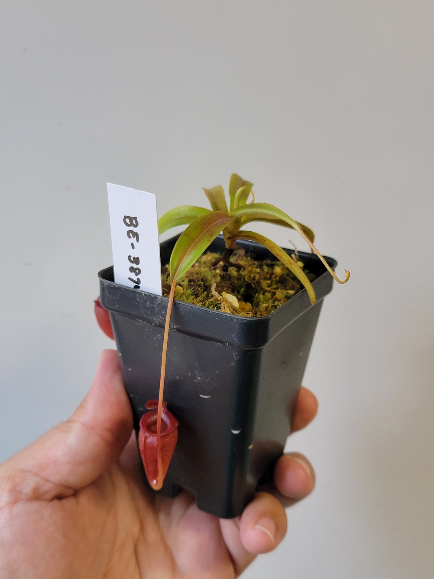 Nepenthes jacquelineae BE