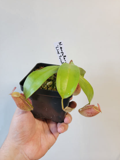 Nepenthes ampullaria 'Lime Twist' BE