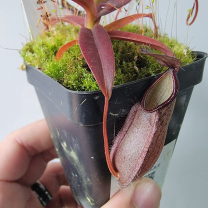 Nepenthes tentaculata BE