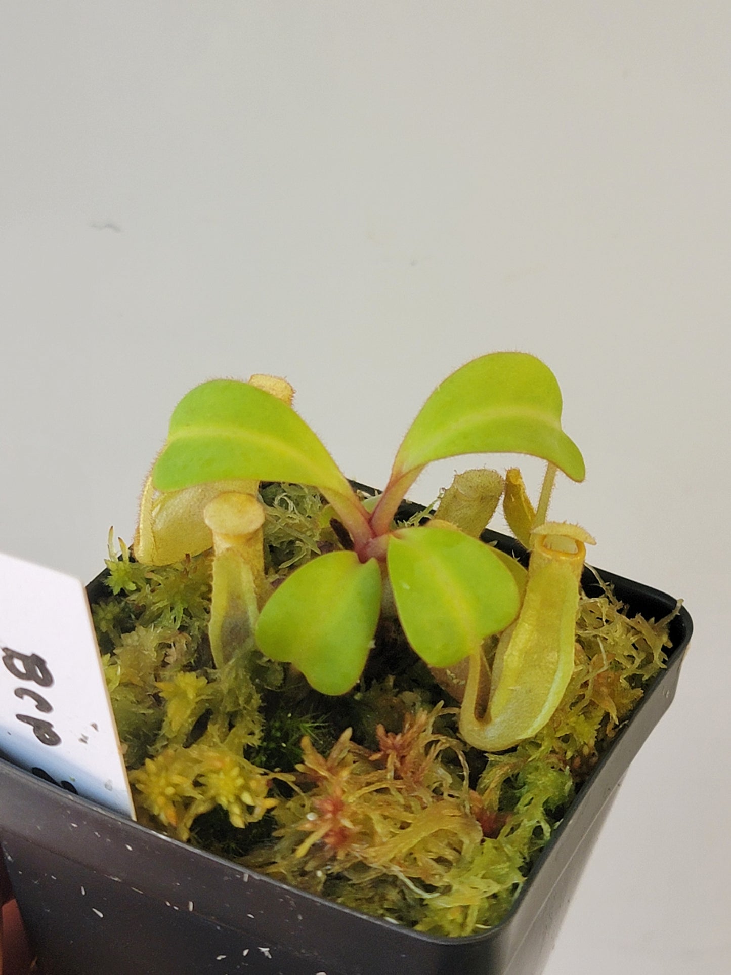 Nepenthes clipeata x reinwardtiana BCP