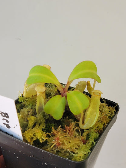 Nepenthes clipeata x reinwardtiana BCP