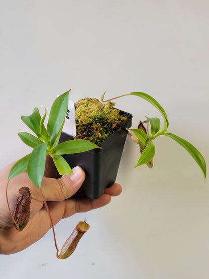 Nepenthes ulukaliana x ramispina BCP